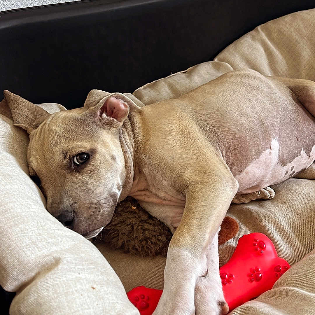 Simba participe au concours pour gagner de l'argent avec cette photo : animal, bed, canine, closeup, comfort, cozy, cushion, dog, dog_bed, domestic, fur, indoor, paw_prints, pet, red_bone_toy, relaxed, resting, sleepy, tan_dog, toy