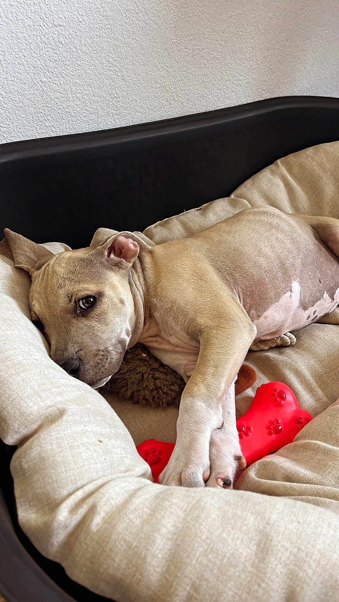 Simba participe au concours pour gagner de l'argent avec cette photo : dog, pet, dog_bed, toy, red_bone_toy, relaxed, tan_dog, cushion, indoor, sleepy, cozy, paw_prints, resting, fur, animal, canine, comfort, bed, domestic, closeup