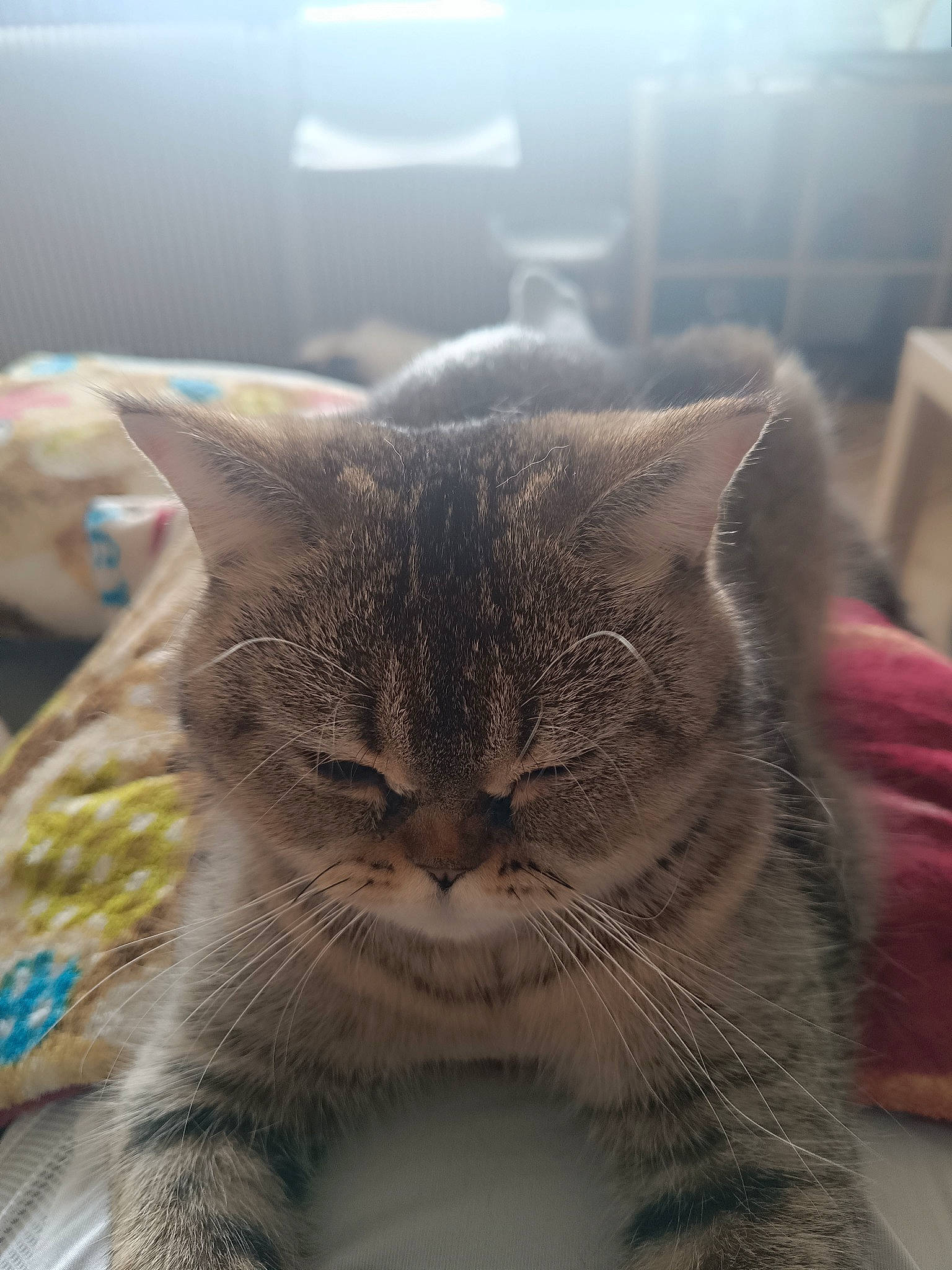 Ruby a rejoint le concours — aidez-le/la à gagner de superbes lots ! carnivore, cat, claw, domestic_short_haired_cat, felidae, fur, paw, small_to_medium_sized_cats, snout, terrestrial_animal, whiskers, window