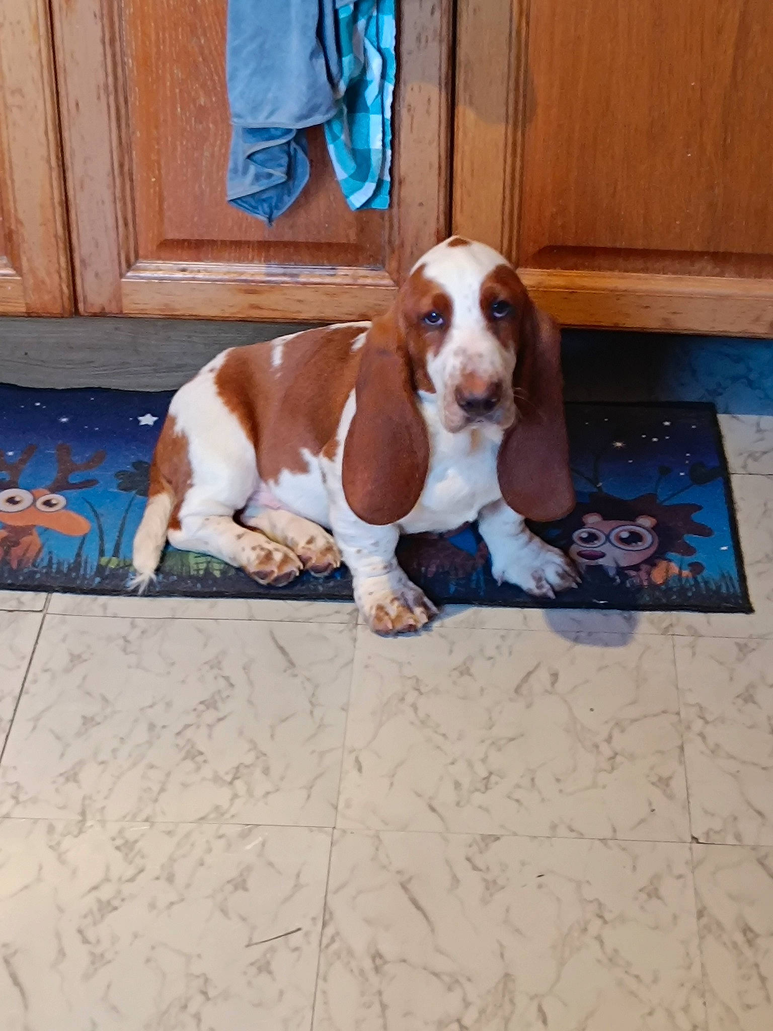 Bob a rejoint le concours — aidez-le/la à gagner de superbes lots ! canidae, carnivore, companion_dog, dog, dog_breed, dog_supply, door, flooring, handwriting, hardwood, hound, hunting_dog, liver, scent_hound, snout, sporting_group, window, wood