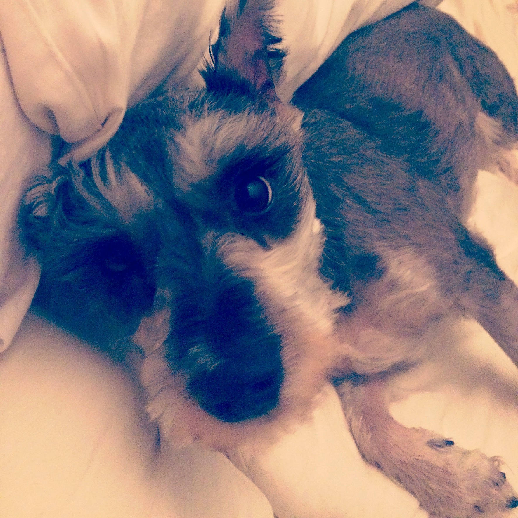 Butters is registered to the contest to win money with this photo: blue, canidae, carnivore, companion_dog, dog, dog_breed, ear, eye, fox_terrier, fur, head, miniature_schnauzer, nose, puppy, puppy_love, schnauzer, sky, snout, terrier, toy_dog