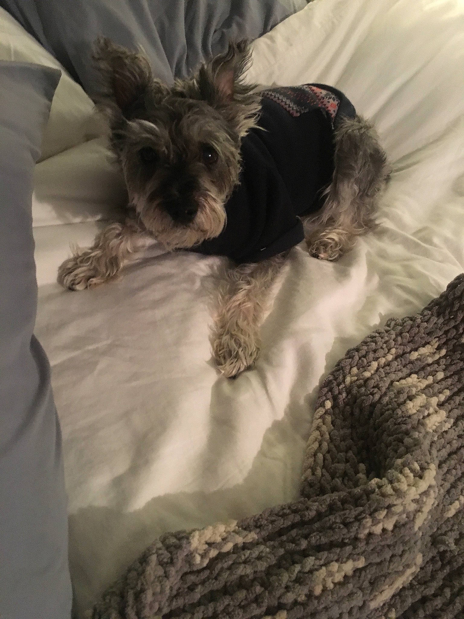 Butters is registered to the contest to win money with this photo: bed, canidae, carnivore, companion_dog, dog, dog_breed, ear, fur, miniature_schnauzer, morkie, puppy, snout, terrier, toy_dog, yorkshire_terrier