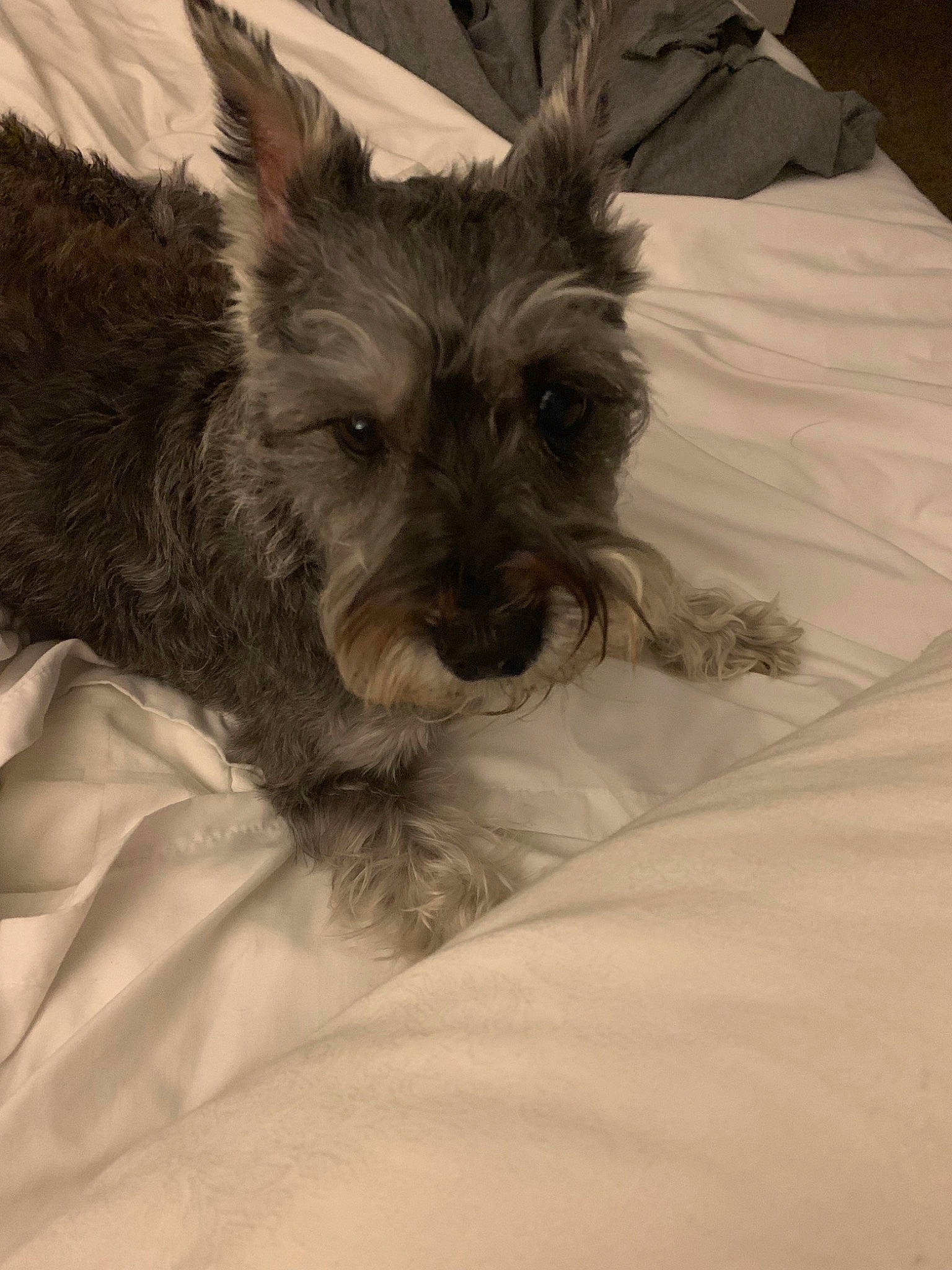 Butters is registered to the contest to win money with this photo: berger_picard, cairn_terrier, canidae, carnivore, dog, dog_breed, ear, giant_schnauzer, glen_of_imaal_terrier, mammal, miniature_schnauzer, puppy, rare_breed_dog, schnauzer, schnoodle, small_terrier, snout, standard_schnauzer, terrier, vertebrate