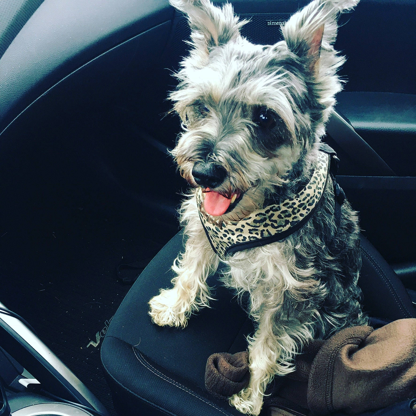 Butters is registered to the contest to win money with this photo: berger_picard, cairn_terrier, canidae, car, carnivore, companion_dog, dog, dog_breed, ear, glen_of_imaal_terrier, mammal, miniature_schnauzer, schnoodle, small_terrier, snout, sporting_group, terrier, vehicle, vertebrate, west_highland_white_terrier