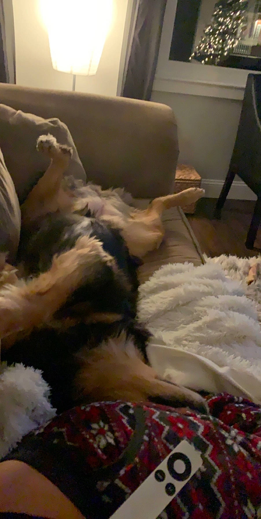 Sofie joined the competition — help win amazing prizes! bed_sheet, bedding, canidae, carnivore, cat, couch, dog_breed, floor, flooring, fur, furniture, room, tail