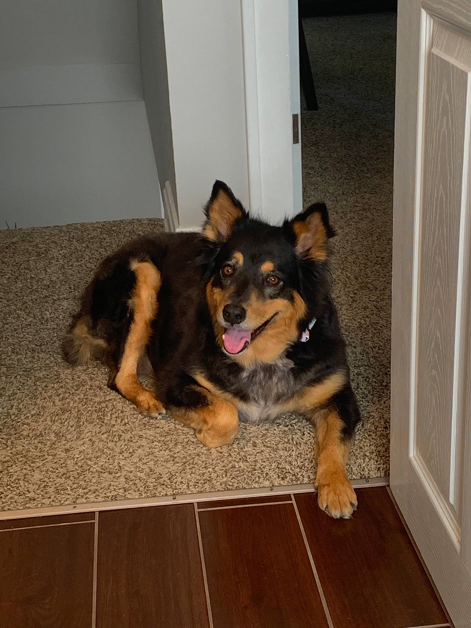 Sofie is registered to the contest to win money with this photo: canidae, carnivore, companion_dog, dog, dog_breed, floor, mammal, puppy, rare_breed_dog, snout, sporting_group, vertebrate