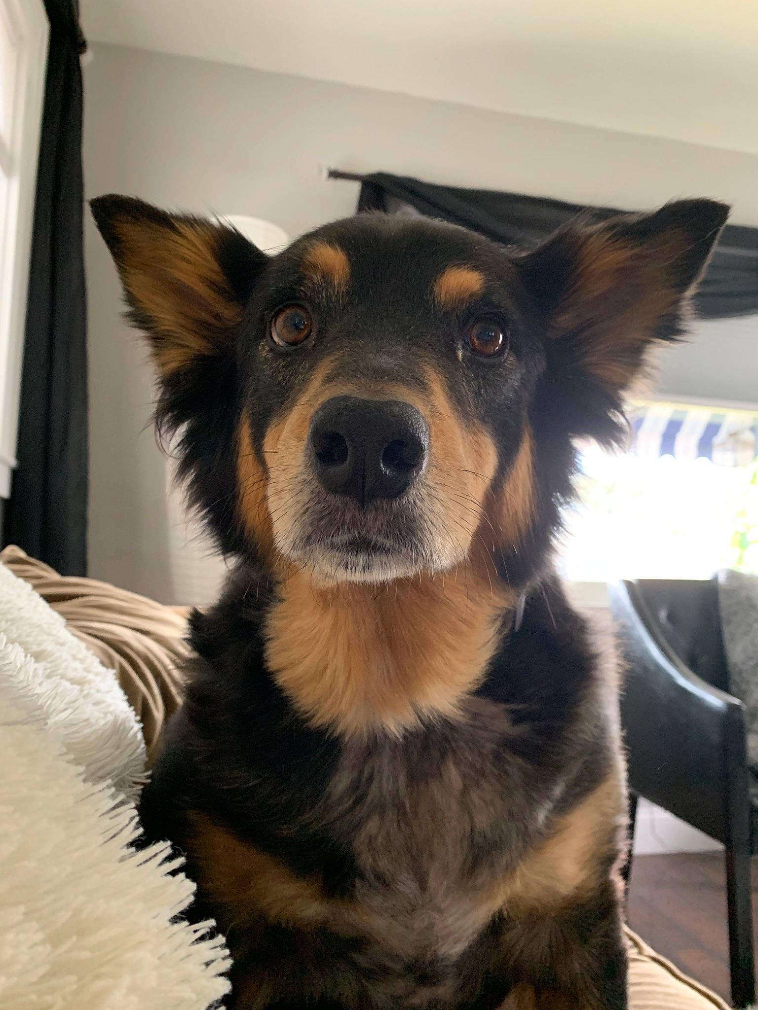 Sofie joined the competition — help win amazing prizes! australian_kelpie, australian_shepherd, bohemian_shepherd, canidae, carnivore, companion_dog, dog, dog_breed, ear, fur, mammal, nose, puppy, rare_breed_dog, snout, sporting_group, vertebrate, whiskers