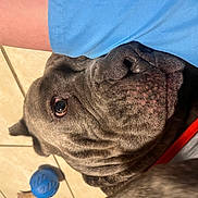 Stormy is registered to the contest to win money with this photo: animal, boxer, bulldog, canine, dog, frenchbulldog, pet, pitbull, pug, puppy, snout