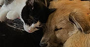 Canela joined the competition — help win amazing prizes! cat, dog, sleeping, cozy, snuggling, fur, black_and_white_cat, golden_puppy, pets, animal, friendship, rest, indoor, closeup, cute, companion, relaxation, soft, warm, napping