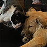 cat, dog, sleeping, cozy, snuggling, fur, black_and_white_cat, golden_puppy, pets, animal, friendship, rest, indoor, closeup, cute, companion, relaxation, soft, warm, napping