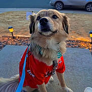 Canela joined the competition — help win amazing prizes! dog, leash, red_shirt, porch, concrete, suburban, car, street, twilight, curious, pet, animal, outdoor, grass, lamp, sidewalk, fur, collar, tag, human_footwear