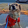 dog, leash, red_shirt, porch, concrete, suburban, car, street, twilight, curious, pet, animal, outdoor, grass, lamp, sidewalk, fur, collar, tag, human_footwear