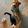 Canela is registered to the contest to win money with this photo: dog, cat, birthday_cake, carpet, pet, celebration, crown, bandana, black_and_white_cat, happy_dog, animal, indoor, looking_up, tongue_out, mouth_open, shadow, cake_with_candle, fur, cute, party