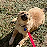 Canela joined the competition — help win amazing prizes! dog, outdoor, grass, leash, collar, sunlight, pet, canine, playing, happy, animal, nature, mammal, cute, fur, lying_down, daylight, domestic_animal, friendly, young
