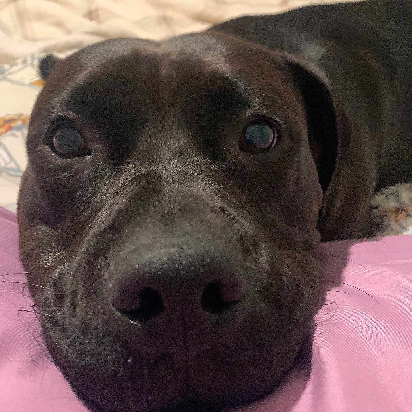 Molly joined the competition — help win amazing prizes! animal, bed, black_dog, close_up, companion, curious, cute, dog, ears, eyes, face, fur, indoor, nose, pet, purple, resting, snout, soft, whiskers