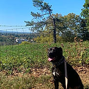 Molly joined the competition — help win amazing prizes! dog, black_dog, leash, collar, grass, field, tree, wire_fence, blue_sky, sunny, outdoor, nature, pet, animal, sitting, tongue_out, happy, daytime, leaves, rural