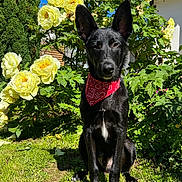 Sirius a rejoint le concours — aidez-le/la à gagner de superbes lots ! dog, black_dog, bandana, red_bandana, flower, yellow_flower, garden, greenery, grass, outdoor, sunny, pet, nature, plant, shrub, canine, portrait, animal, summer, blue_sky