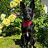 dog, black_dog, bandana, red_bandana, flower, yellow_flower, garden, greenery, grass, outdoor, sunny, pet, nature, plant, shrub, canine, portrait, animal, summer, blue_sky