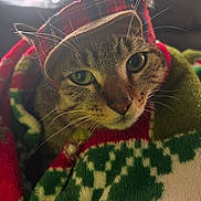 Izzy joined the competition — help win amazing prizes! cat, tabby, green_eyes, hat, plaid, blanket, cozy, close_up, pet, animal, fur, whiskers, indoors, holiday, warm, cute, face, portrait, soft_texture, curious