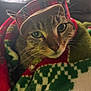 cat, tabby, green_eyes, hat, plaid, blanket, cozy, close_up, pet, animal, fur, whiskers, indoors, holiday, warm, cute, face, portrait, soft_texture, curious