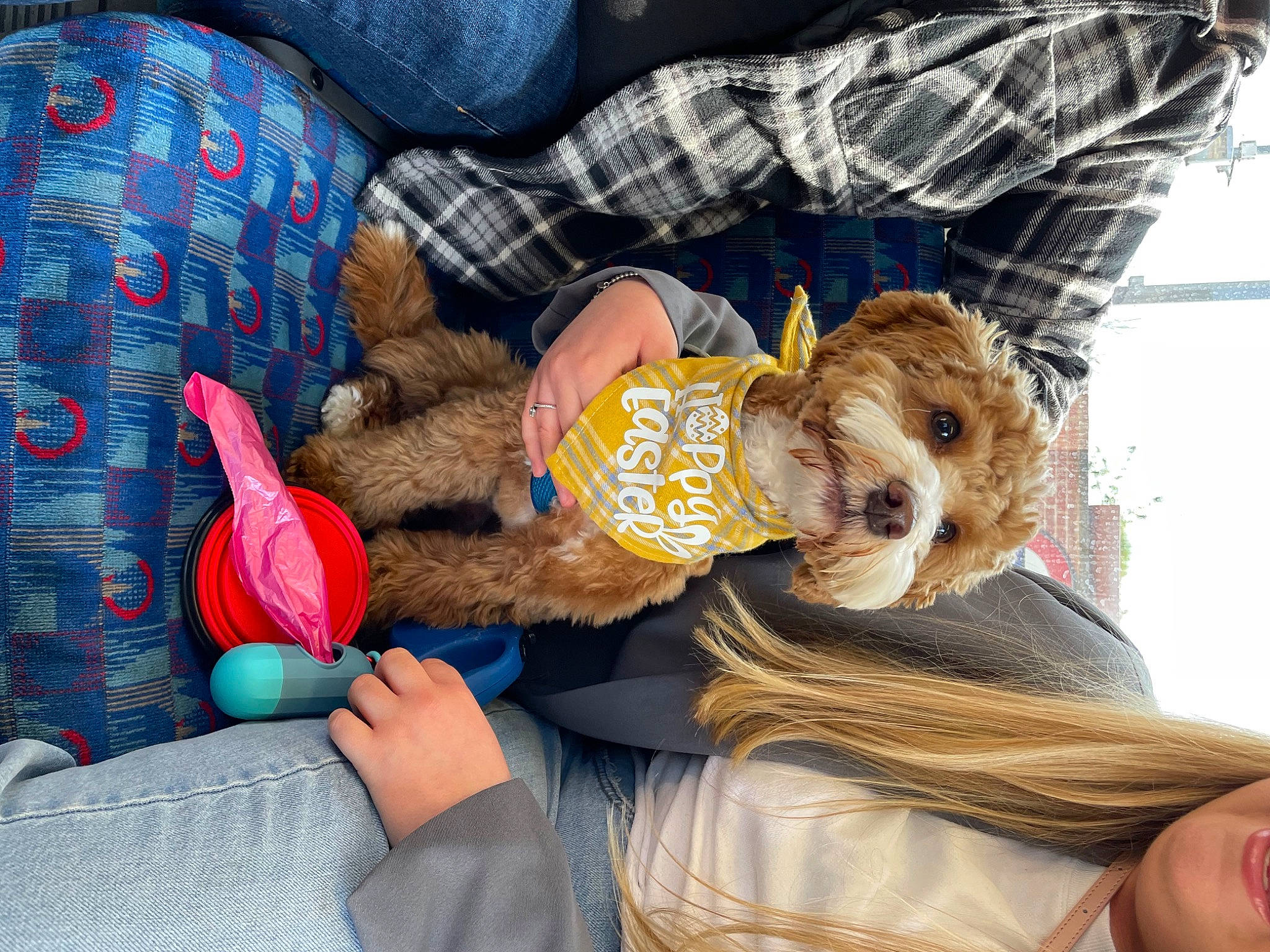 Eddie joined the competition — help win amazing prizes! border_terrier, canidae, carnivore, child, comfort, companion_dog, dog, dog_breed, fun, fur, hat, lap, pattern, plaid, sitting, sporting_group, stuffed_toy, tartan, toy, toy_dog