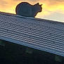 backlight, cat, clouds, dusk, evening, feline, horizon, lone_cat, metal_roof, outdoor, panorama, pet, profile, rooftop, serene, shadow, silhouette, sky, stripes, sunset