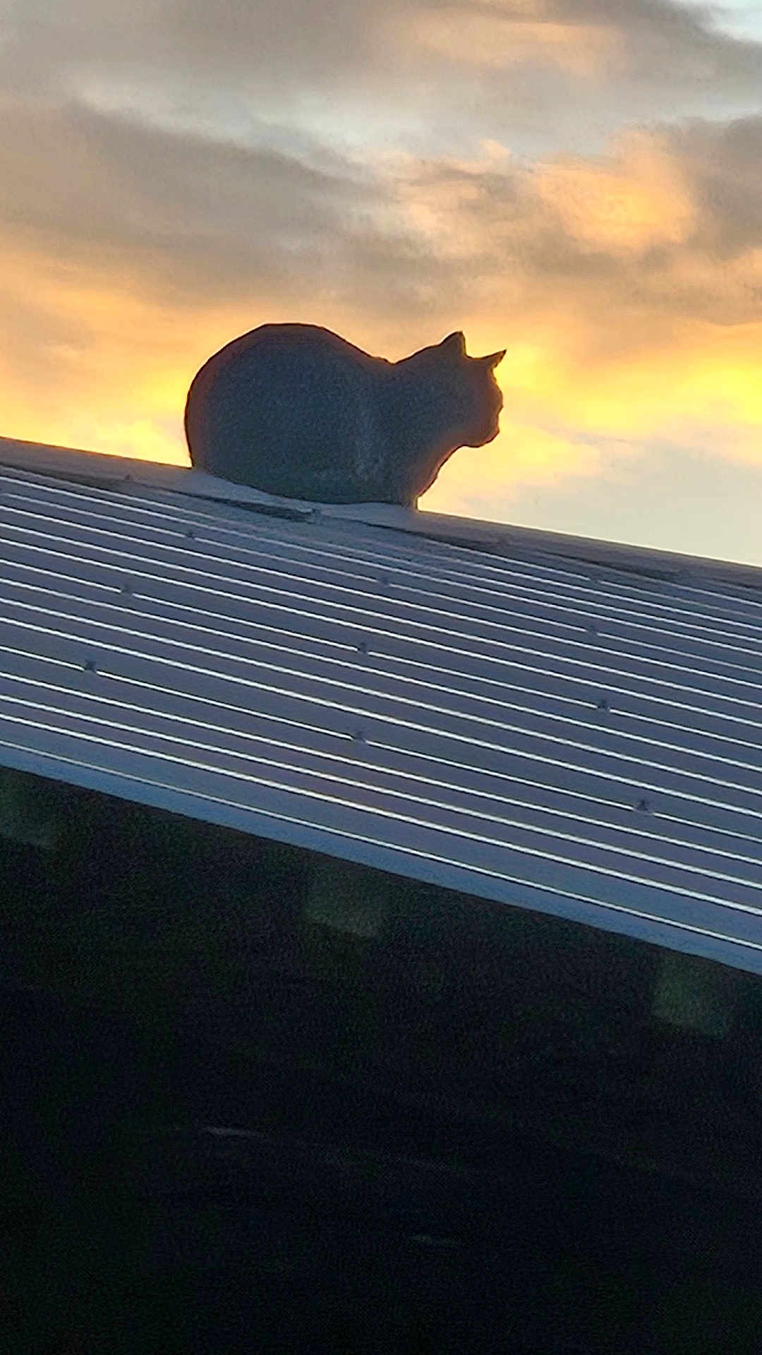 Thomas joined the competition — help win amazing prizes! backlight, cat, clouds, dusk, evening, feline, horizon, lone_cat, metal_roof, outdoor, panorama, pet, profile, rooftop, serene, shadow, silhouette, sky, stripes, sunset