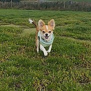 Peanut is registered to the contest to win money with this photo: dog, small_dog, grass, field, outdoor, pet, animal, green, nature, cloudy_sky, fence, trees, happy, running, canine, fur, ears, tail, walking, daytime