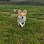 dog, small_dog, grass, field, outdoor, pet, animal, green, nature, cloudy_sky, fence, trees, happy, running, canine, fur, ears, tail, walking, daytime