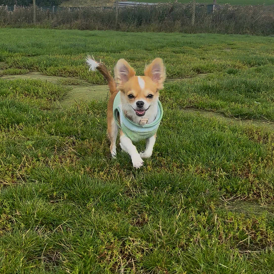 Peanut is registered to the contest to win money with this photo: animal, canine, cloudy_sky, daytime, dog, ears, fence, field, fur, grass, green, happy, nature, outdoor, pet, running, small_dog, tail, trees, walking