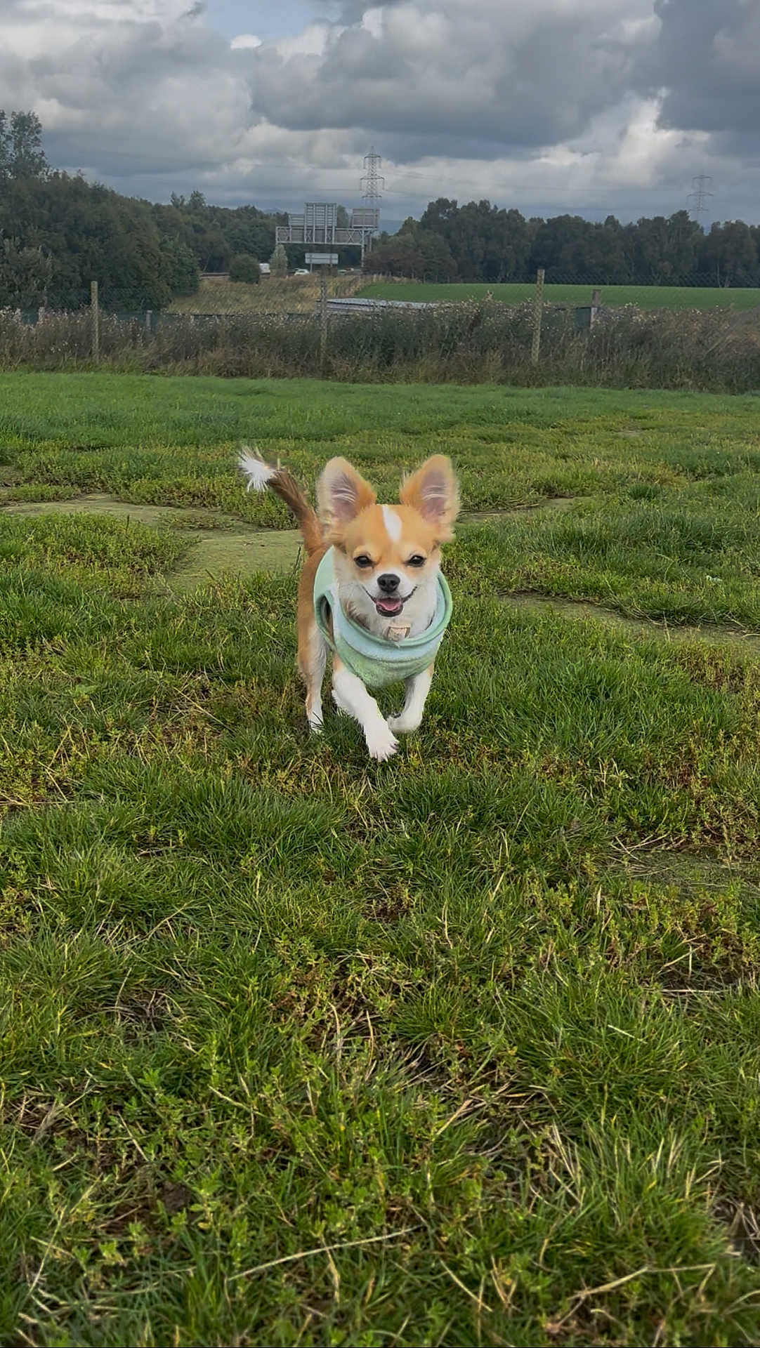 Peanut is registered to the contest to win money with this photo: dog, small_dog, grass, field, outdoor, pet, animal, green, nature, cloudy_sky, fence, trees, happy, running, canine, fur, ears, tail, walking, daytime