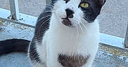 Pablo a rejoint le concours — aidez-le/la à gagner de superbes lots ! cat, black_and_white, sitting, outdoor, concrete, railing, curious, pet, animal, feline, whiskers, ears, paws, tail, green_eyes, heart_shaped_mark, portrait, daylight, close_up, looking_up