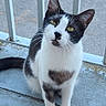 cat, black_and_white, sitting, outdoor, concrete, railing, curious, pet, animal, feline, whiskers, ears, paws, tail, green_eyes, heart_shaped_mark, portrait, daylight, close_up, looking_up