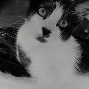 Pablo participe au concours pour gagner de l'argent avec cette photo : cat, black_and_white, indoor, close_up, curious, pet, feline, animal, whiskers, ears, eyes, lying_down, soft_fur, portrait, domestic_cat, black_spots, white_fur, background_blur, floor, home
