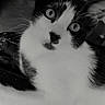 cat, black_and_white, indoor, close_up, curious, pet, feline, animal, whiskers, ears, eyes, lying_down, soft_fur, portrait, domestic_cat, black_spots, white_fur, background_blur, floor, home