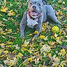 Urka a rejoint le concours — aidez-le/la à gagner de superbes lots ! dog, grass, autumn_leaves, yellow_ball, outdoor, pet, playful, happy, collar, canine, nature, leaf_litter, animal, summer, smiling_dog, tongue_out, green_grass, fall, laying_down, cute
