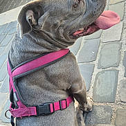 Urka participe au concours pour gagner de l'argent avec cette photo : dog, gray_dog, pink_harness, panting, outdoor, cobblestone, pavement, pet, canine, leash, sitting, tongue_out, close_up, animal, friendly, daylight, street, cute, companion, happy