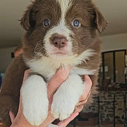 Astra participe au concours pour gagner de l'argent avec cette photo : puppy, dog, brown, white, blue_eyes, hands, indoor, cute, fluffy, pet, animal, portrait, young, adorable, face, furry, domestic_animal, close_up, holding, looking