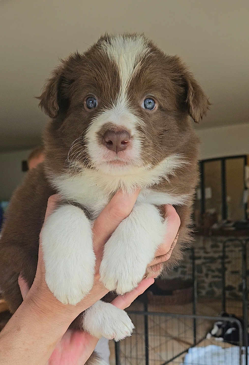 Astra participe au concours pour gagner de l'argent avec cette photo : puppy, dog, brown, white, blue_eyes, hands, indoor, cute, fluffy, pet, animal, portrait, young, adorable, face, furry, domestic_animal, close_up, holding, looking