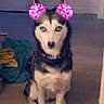 Nala a rejoint le concours — aidez-le/la à gagner de superbes lots ! dog, husky, siberian_husky, pet, animal, sitting, portrait, indoors, doorway, wooden_floor, black_and_white_fur, blue_eyes, collar, digital_filter, sparkles, pink_effect, glowing_nose, front_facing, cute, funny