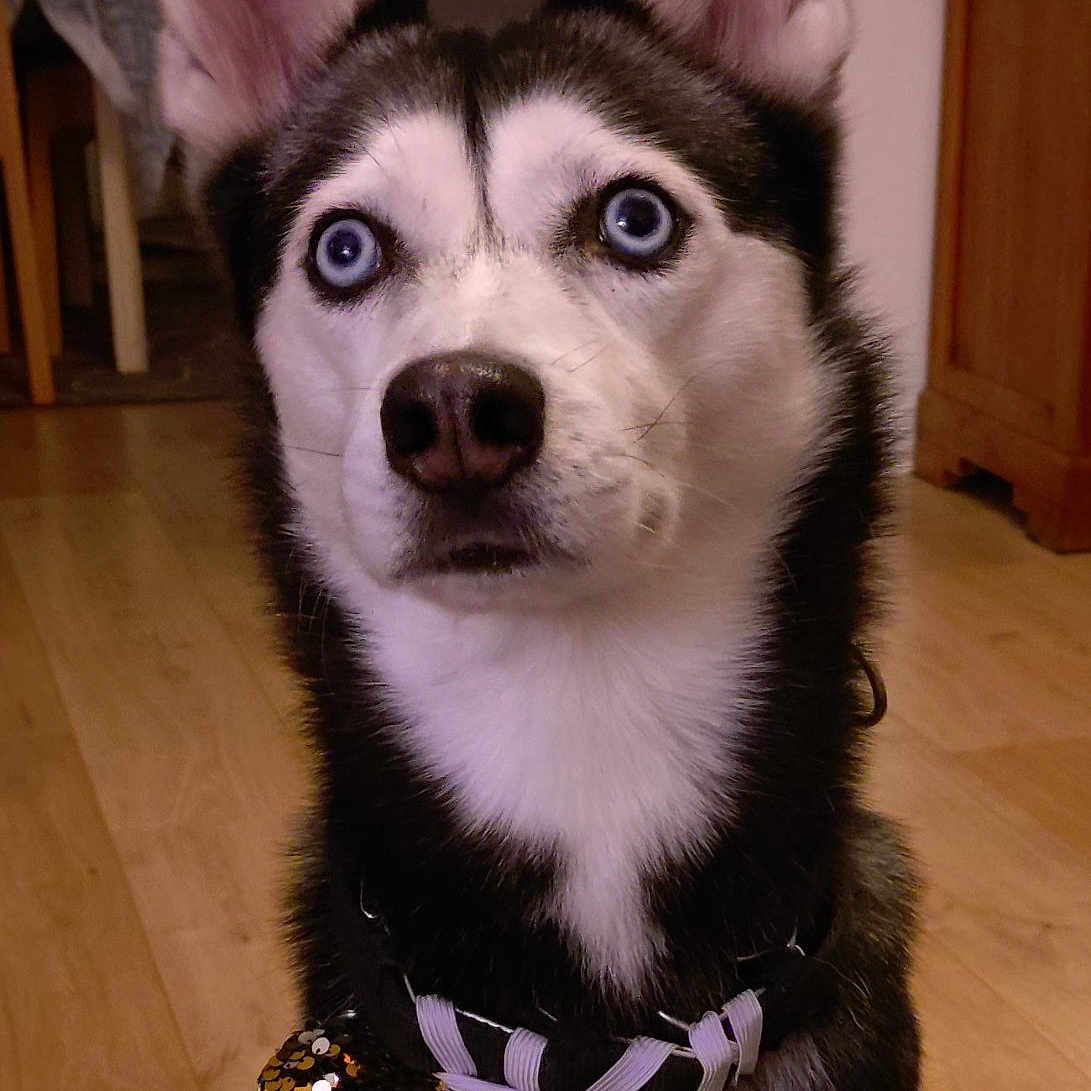 Nala