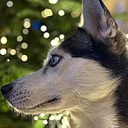 Nala a rejoint le concours — aidez-le/la à gagner de superbes lots ! dog, husky, canine, pet, animal, close_up, profile, blue_eye, pointed_ears, black_and_white_fur, long_snout, whiskers, portrait, christmas_tree, holiday, festive, lights, bokeh, indoors, side_view