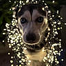 Nala participe au concours pour gagner de l'argent avec cette photo : dog, canine, pet, portrait, close_up, wide_eyed, looking_at_camera, fairy_lights, string_lights, sparkles, bokeh, night, dark_background, festive, christmas, glowing, black_and_white_dog, fur, nose, whiskers