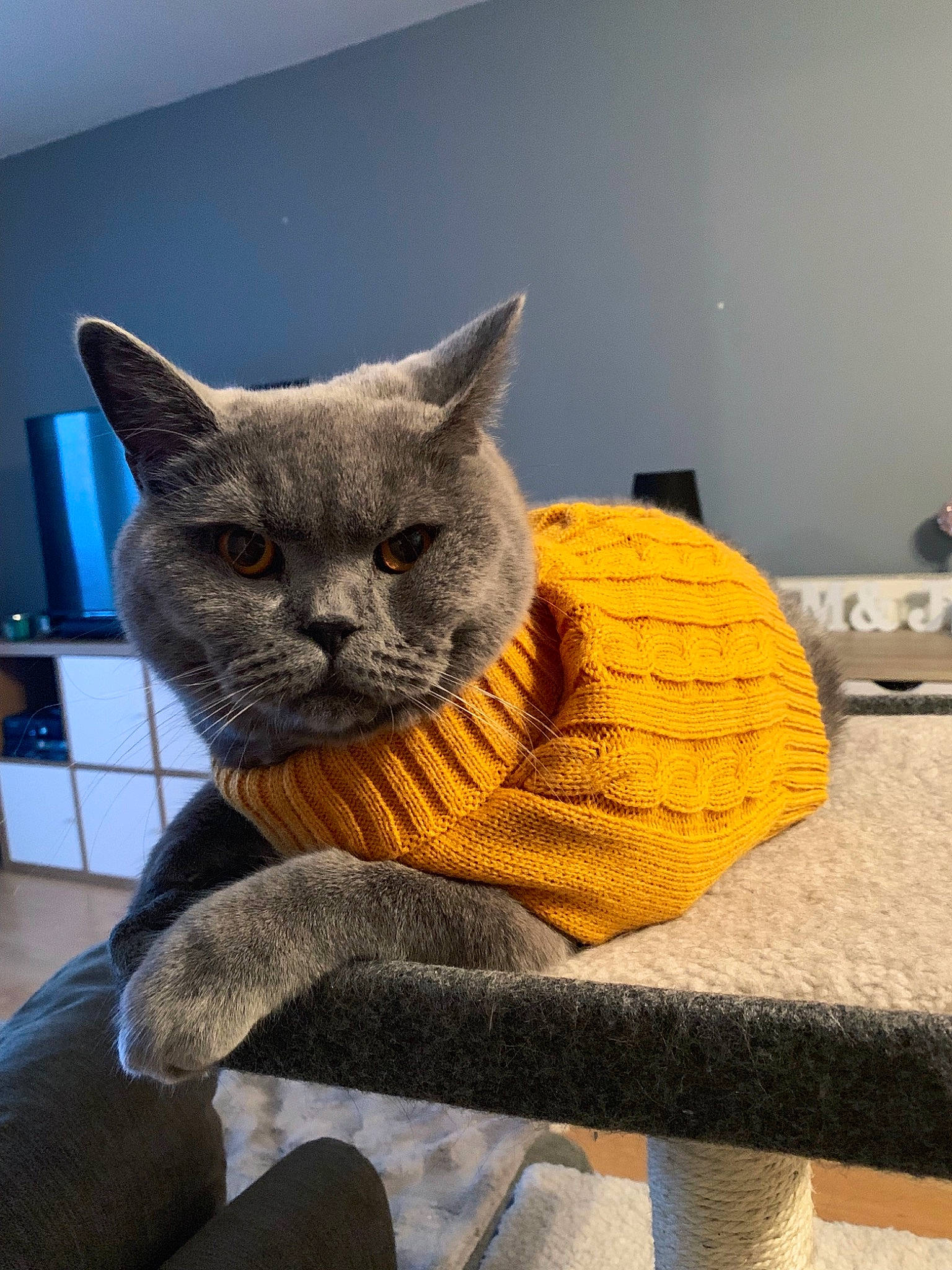 Alfredo joined the competition — help win amazing prizes! asian, british_shorthair, burmese, carnivore, cat, chartreux, domestic_short_haired_cat, european_shorthair, fawn, felidae, korat, mammal, russian_blue, small_to_medium_sized_cats, whiskers