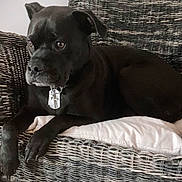 Maverick Odell joined the competition — help win amazing prizes! dog, black_dog, wicker_chair, cushion, indoor, pet, animal, furniture, relaxed, side_view, wooden_floor, collar, domestic_animal, resting, canine, companion, home, household, comfort, quiet