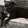 dog, black_dog, wicker_chair, cushion, indoor, pet, animal, furniture, relaxed, side_view, wooden_floor, collar, domestic_animal, resting, canine, companion, home, household, comfort, quiet