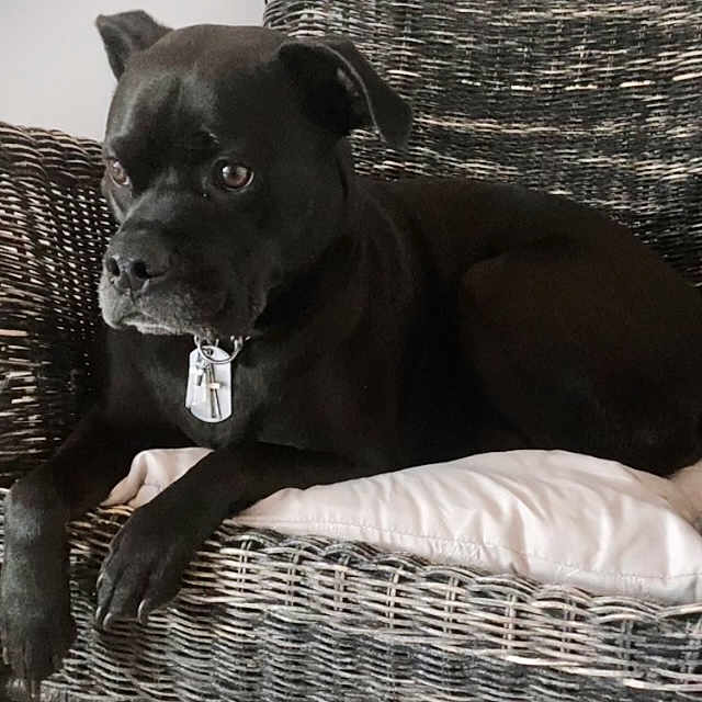 Maverick Odell joined the competition — help win amazing prizes! animal, black_dog, canine, collar, comfort, companion, cushion, dog, domestic_animal, furniture, home, household, indoor, pet, quiet, relaxed, resting, side_view, wicker_chair, wooden_floor