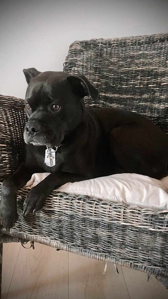 Maverick Odell joined the competition — help win amazing prizes! dog, black_dog, wicker_chair, cushion, indoor, pet, animal, furniture, relaxed, side_view, wooden_floor, collar, domestic_animal, resting, canine, companion, home, household, comfort, quiet