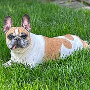 Apollo is registered to the contest to win money with this photo: dog, french_bulldog, pet, grass, lawn, tongue_out, big_ears, white_fur, tan_patches, resting, outdoor, green, cute, portrait, animal, mammal, companion, looking_at_camera, snout, short_hair