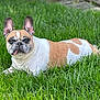 dog, french_bulldog, pet, grass, lawn, tongue_out, big_ears, white_fur, tan_patches, resting, outdoor, green, cute, portrait, animal, mammal, companion, looking_at_camera, snout, short_hair